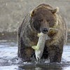 Grizzly Bear (Ursus horribilis), adult male with freshly-caught salmon, Katmai National Park, Alaska, September